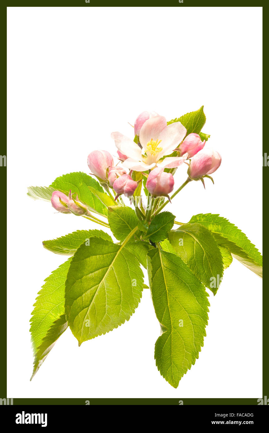 Un bon bouquet de fleur de pomme rouge clair. Banque D'Images