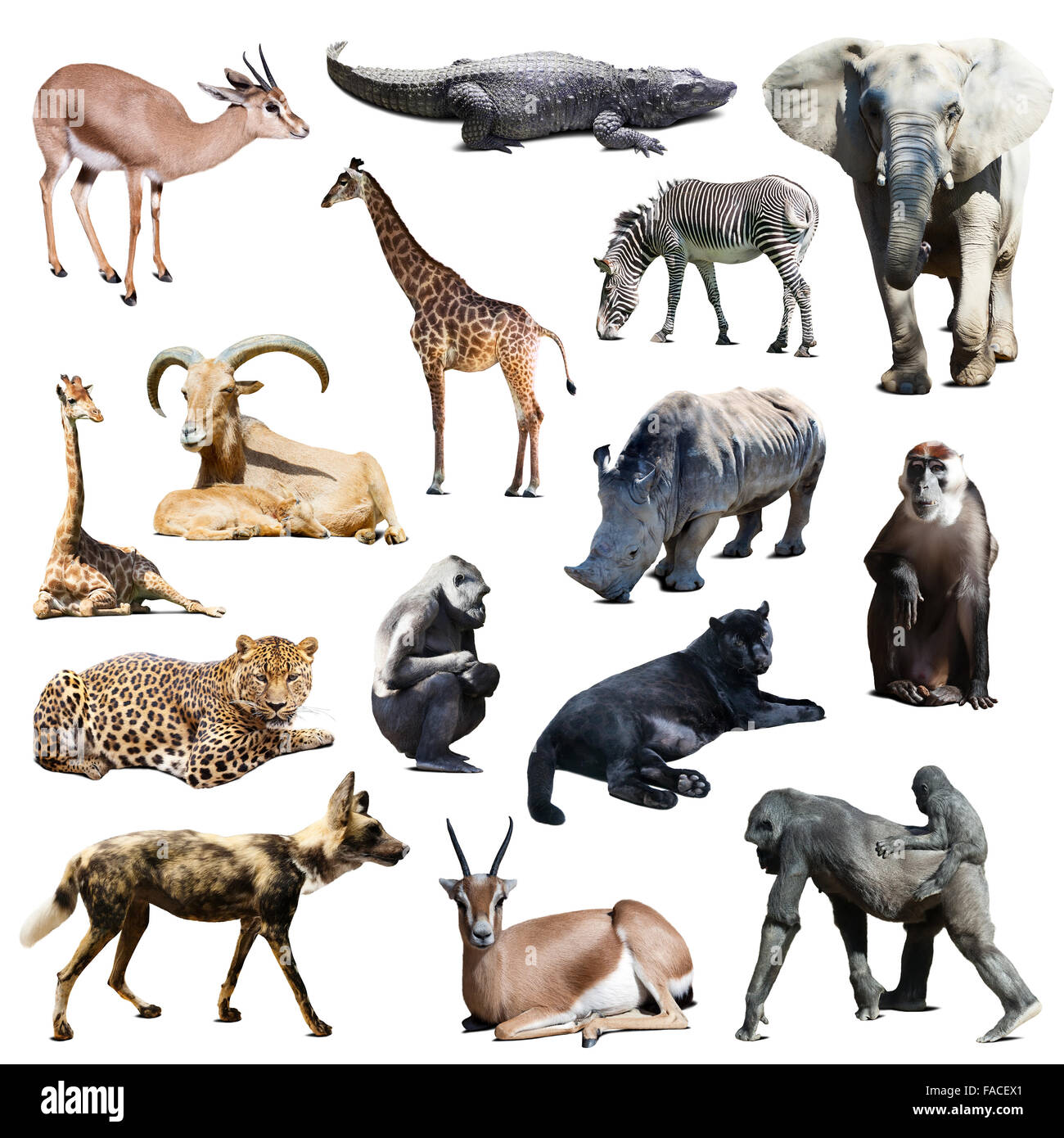 Ensemble d'animaux d'Afrique sur fond blanc avec l'ombre Banque D'Images