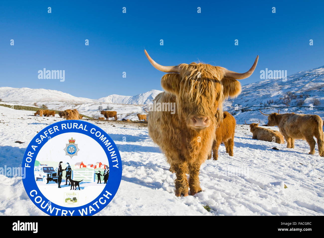 Neige dans le Kentmere fells de mauvais Bell et la chape dans le Lake District UK avec Highland cattle dans l'avant-plan sur le côté de la puce avec un signe de la police de surveillance rurale. Banque D'Images