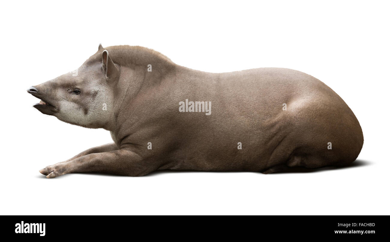 Homme pose tapir. Plus isolé sur fond blanc Banque D'Images