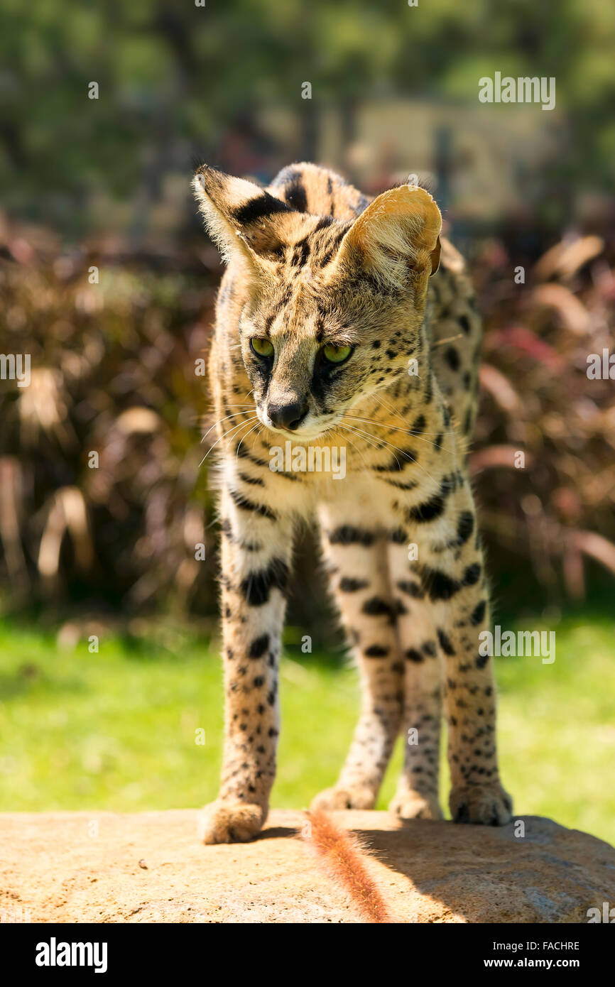 Serval (Leptailurus serval), 2 ans, l'Afrique, captive Banque D'Images