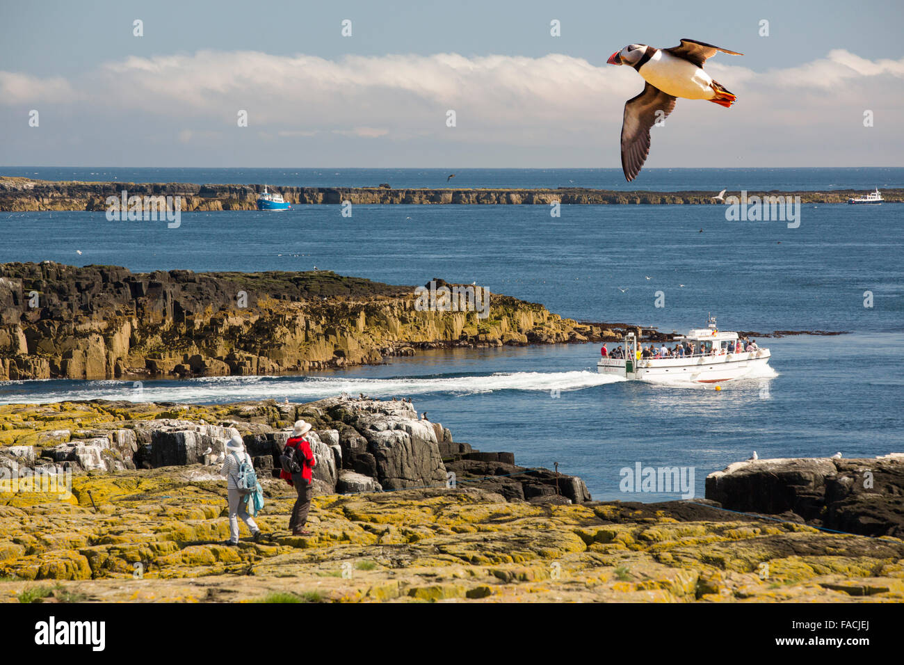 Les touristes sur les îles Farne, Northumberland, Angleterre, parmi les oiseaux marins, avec un volant au-dessus de macareux. Banque D'Images