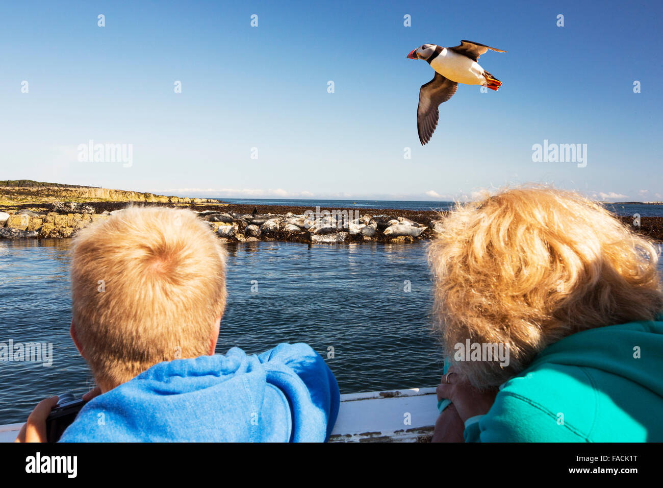 Regarder les touristes Phoques communs à partir d'un bateau pour les îles Farne, Northumberland, Angleterre avec un volant au-dessus de macareux. Banque D'Images