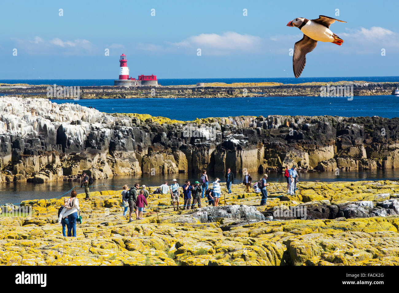 Les touristes sur les îles Farne, Northumberland, Angleterre, parmi les oiseaux marins, avec le derrière avec un phare Longstone Macareux moine Banque D'Images