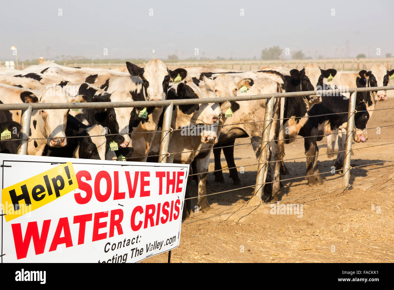 Une ferme laitière dans la vallée centrale de la Californie, qui est en proie à une longue sécheresse de quatre ans. La sécheresse catastrophique signifie e Banque D'Images