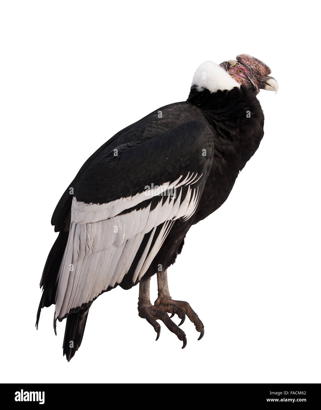 Condor des Andes (Vultur gryphus). Plus isolé sur fond blanc Banque D'Images