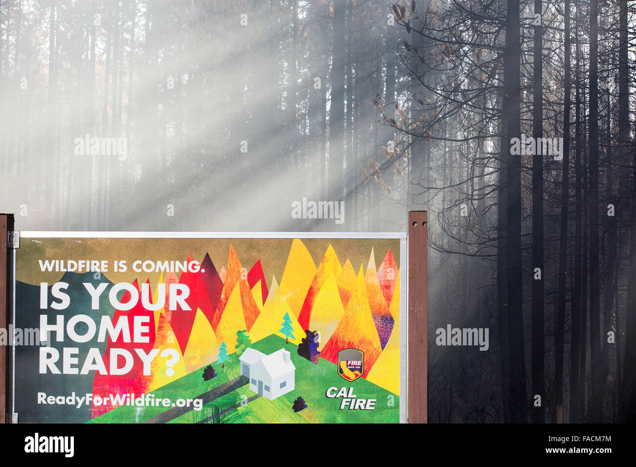 La lumière du soleil les arbres de mettre en surbrillance la fumée de l'incendie qui a brûlé King 97 717 hectares de la Forêt nationale d'El Dorado, en Californie, USA. Après une longue sécheresse sans précédent de quatre ans, les incendies sont beaucoup plus commun. La plupart de la Californie est en sécheresse exceptionnelle, le plus haut niveau de classification de la sécheresse. 428 000 hectares de terres agricoles ont été retirées de la production en raison du manque d'eau, des milliers de travailleurs agricoles ont perdu leur emploi et un tiers de tous les enfants en Californie se couchent. Banque D'Images