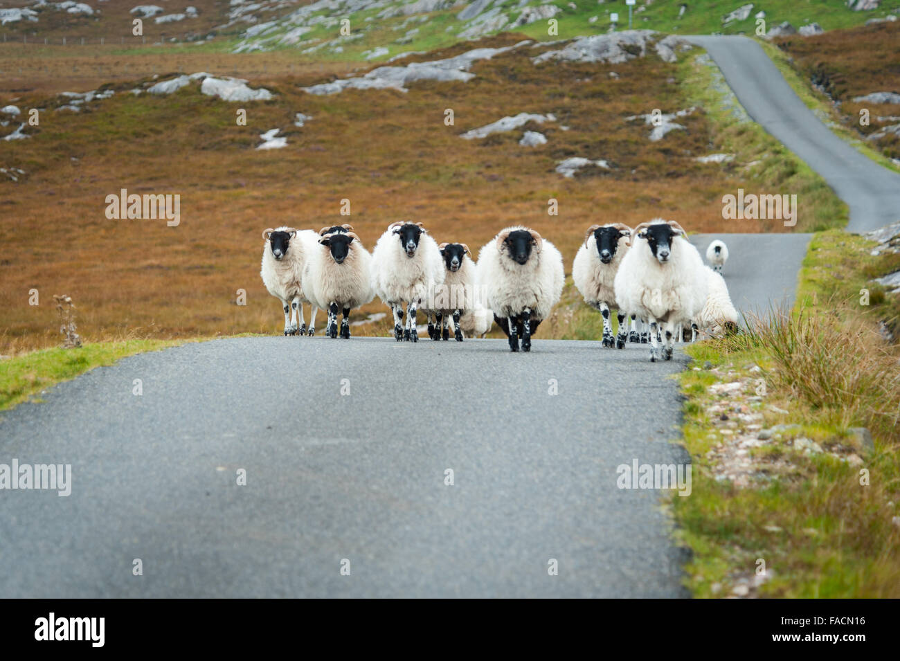Moutons sur la route dans les montagnes de l'Ecosse Banque D'Images