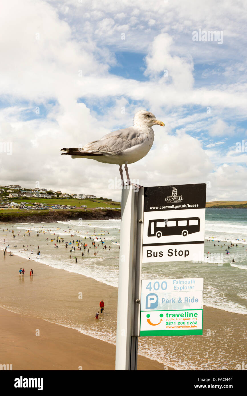 Surf en la houle à Polzeath, Cornwall, UK avec un goéland argenté sur un panneau d'arrêt de bus. Banque D'Images