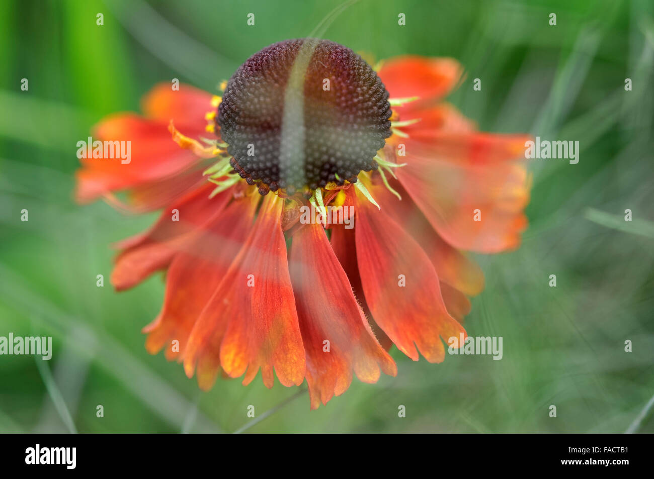 Helenium Orange fleur avec beau cadre verdoyant d'un plant de fenouil. Banque D'Images