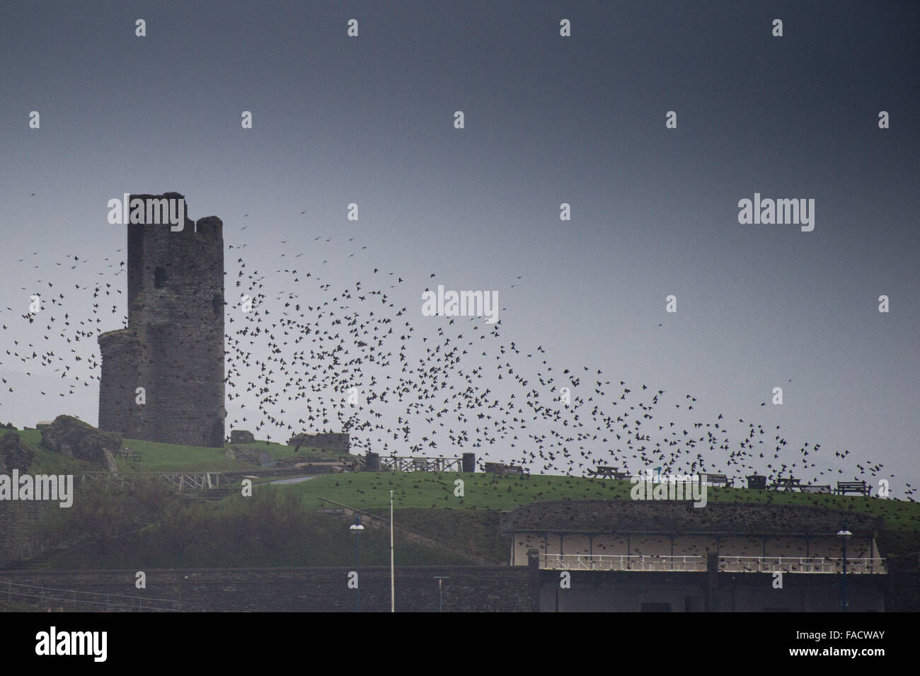 Pays de Galles Aberystwyth UK, Dimanche 27 Décembre 2015 Un murmuration d'étourneaux volent au-dessus de l'emblématique ruines du château d'Aberystwyth, étant donné qu'ils recueillent pour la soirée avant de se percher pour la nuit sous la jetée sur la promenade de la ville Aberystwyth est l'un des rares gîtes starling urbaine au Royaume-Uni. Bien qu'abondant à Aberystwyth, l'étourneau sansonnet est sur la RSPB's 'red' liste des espèces menacées au Royaume-Uni Crédit photo : Keith Morris / Alamy Live News Banque D'Images