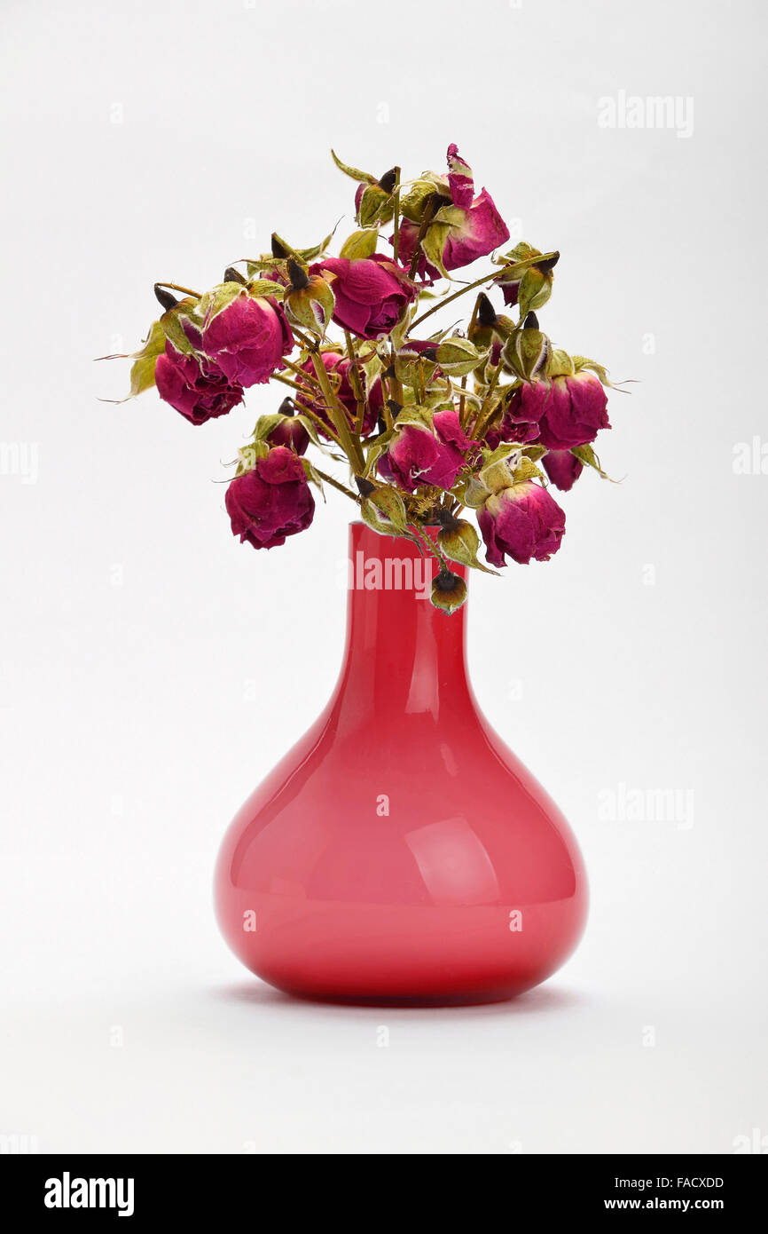 Les roses rouge violet rose en vase isolé sur fond blanc avec l'ombre Photo  Stock - Alamy