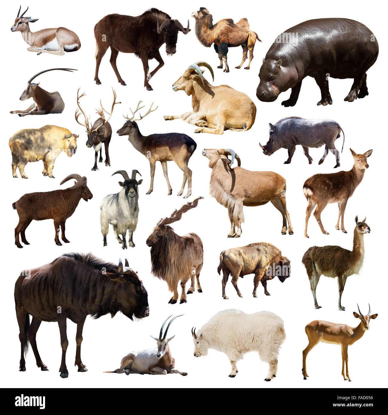 Ensemble de gnous bleus, hippopotames et autres animaux mammifères artiodactyles on white Banque D'Images