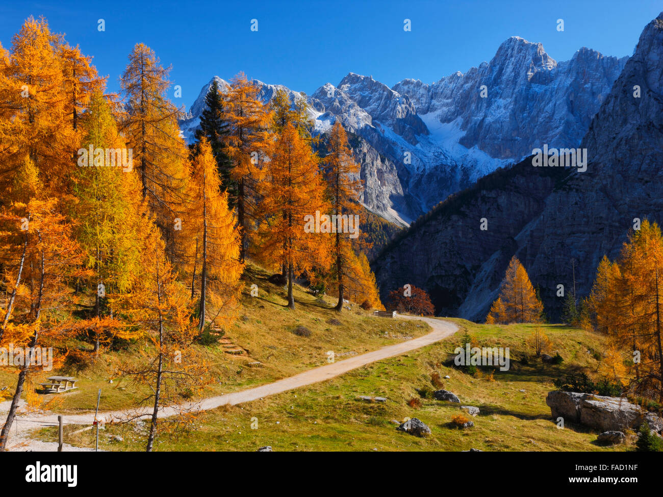 Pins colorés en automne.les Alpes Juliennes en Slovénie Banque D'Images