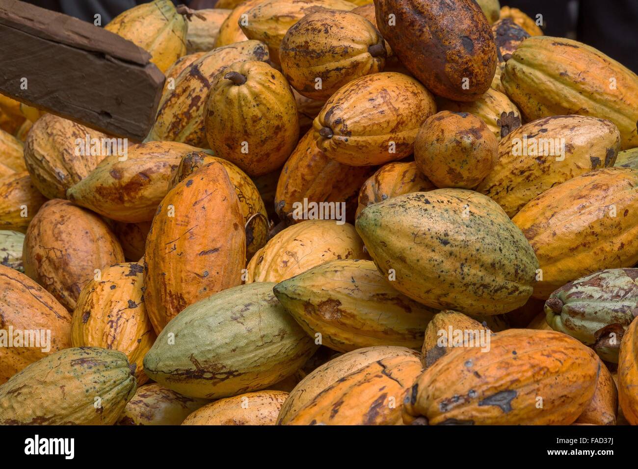 Une pile de cabosses mûres fraîchement récoltés de la WCF African Cocoa Initiative farm le 16 novembre 2015 au Ghana. Les cabosses de cacao fermentées et séchées sont en train de devenir la base de chocolat. Banque D'Images