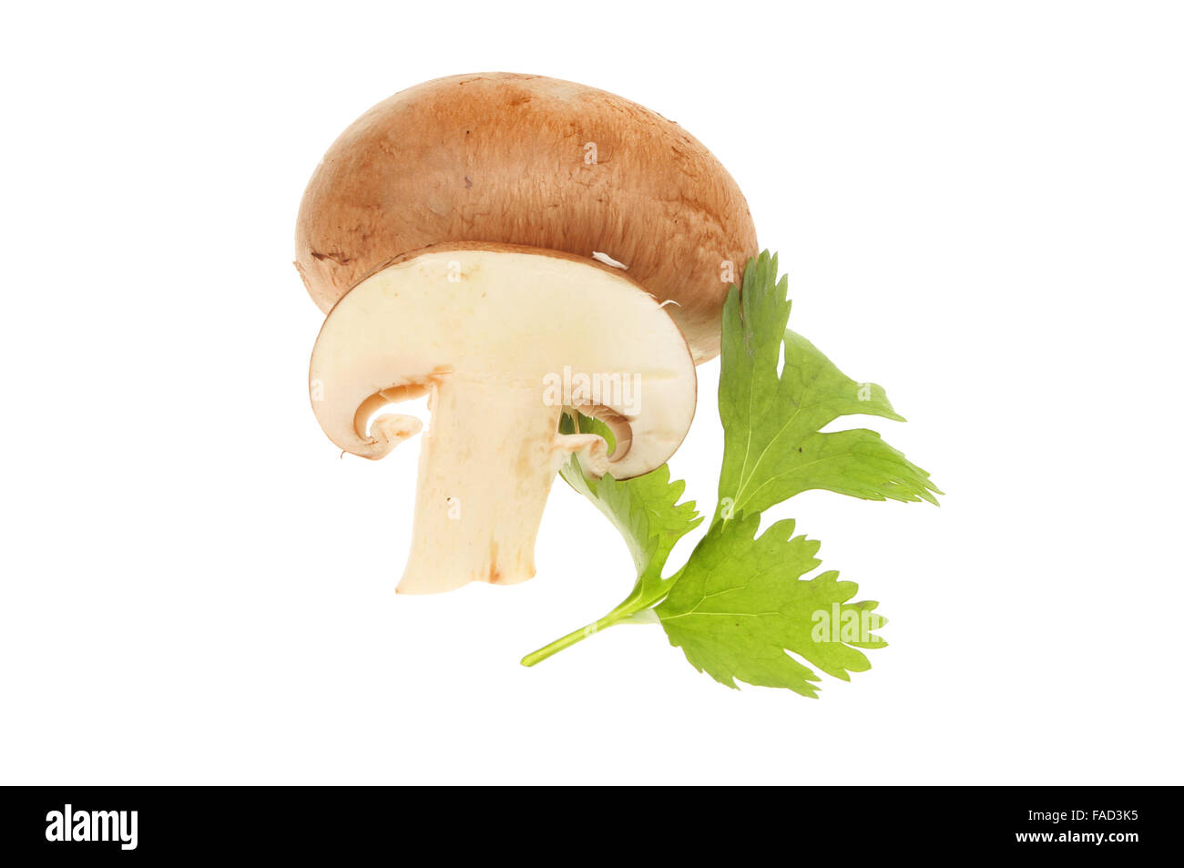 Champignons châtaigne et coriandre isolés contre white Banque D'Images