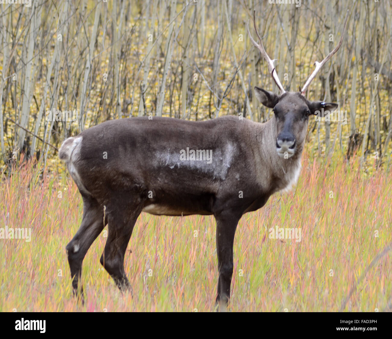 Le caribou, la réserve faunique du Yukon Banque D'Images