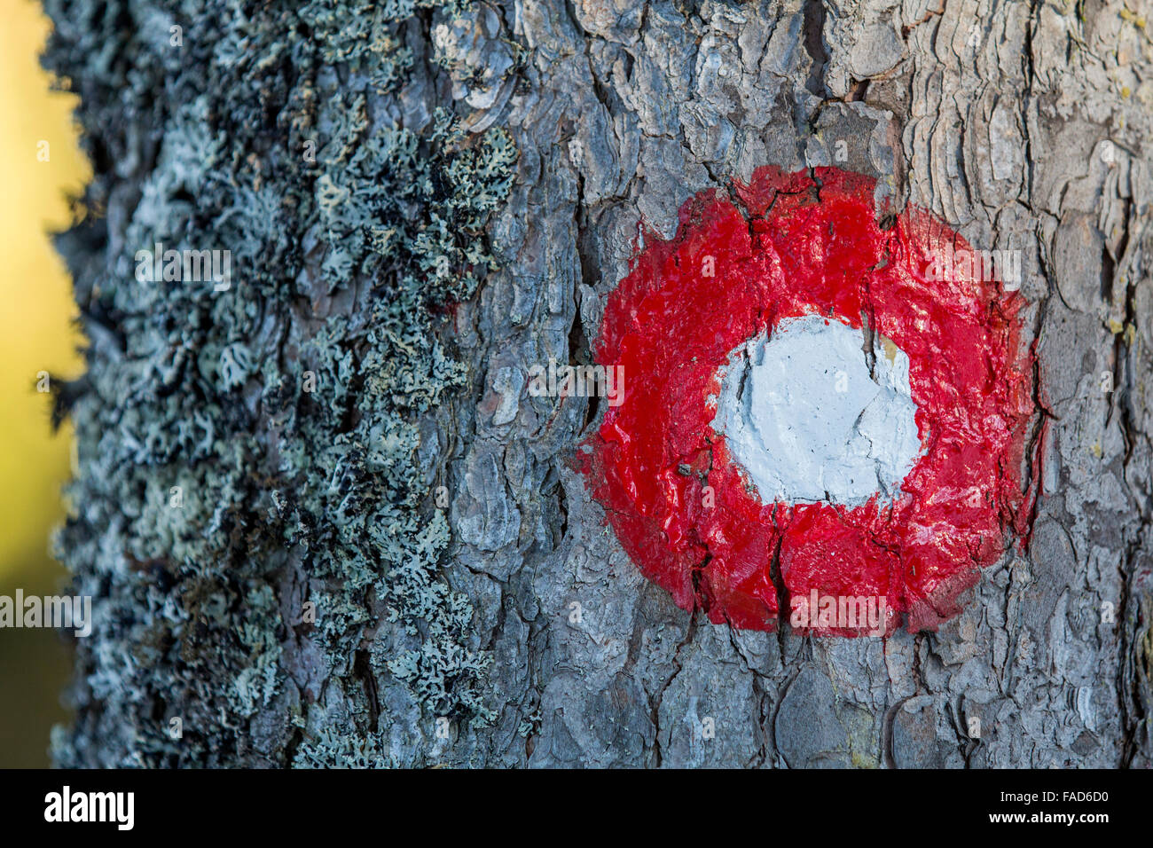 Panneau de signalisation rouge et blanc sur un arbre, montrant le sentier dans la forêt de montagne. Banque D'Images