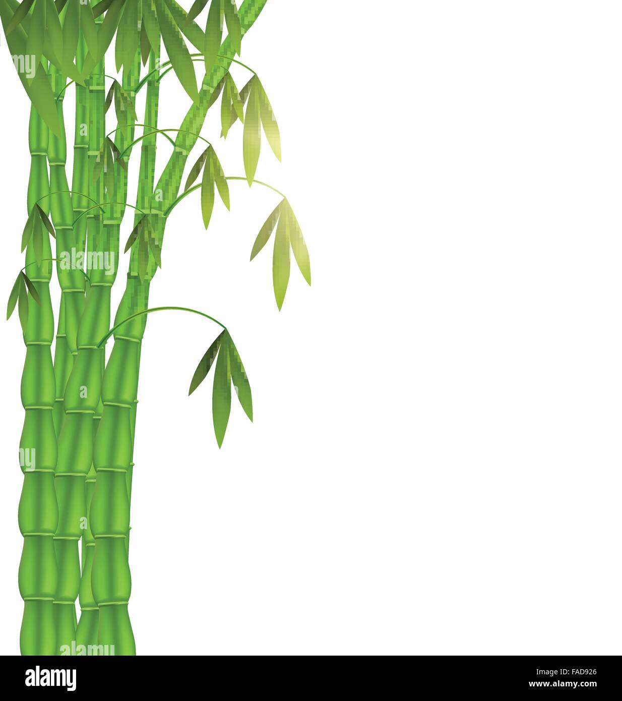 Bambou vert côté gauche sur fond blanc Illustration de Vecteur