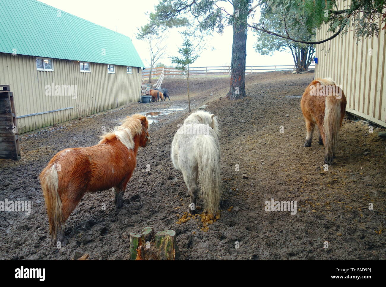 Poneys dans une ferme de l'Ontario, Canada Banque D'Images