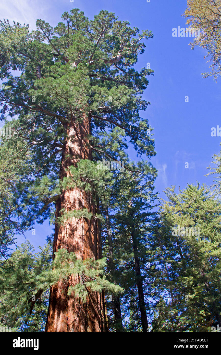 Tuolumne Grove en séquoia géant Banque D'Images