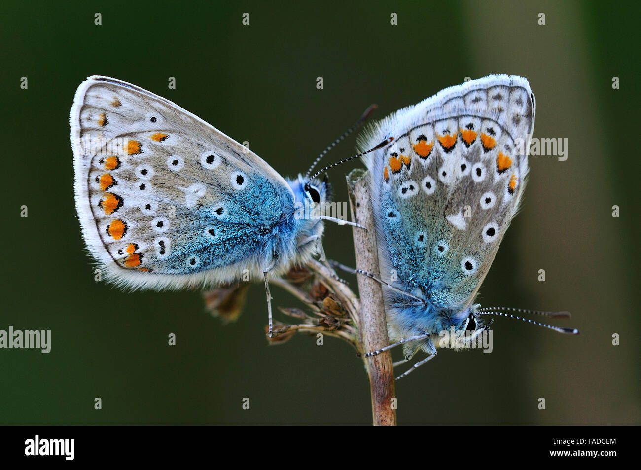 Deux papillons bleu commun au repos sur une tige UK Banque D'Images