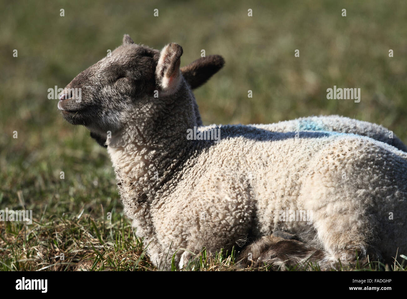 L'agneau (Ovis aries) Banque D'Images