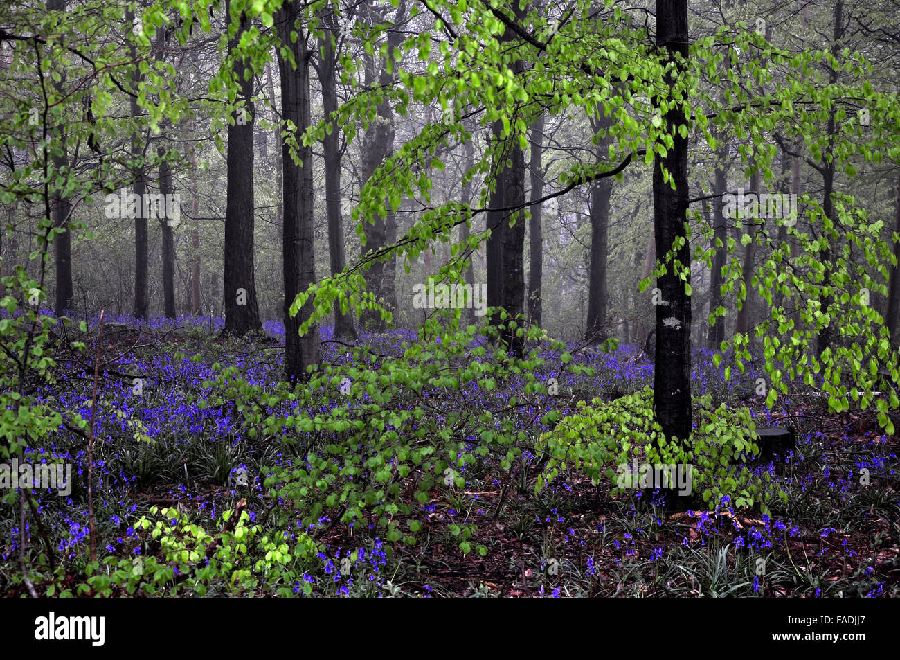 Bluebell wood au printemps dans la brume UK Banque D'Images