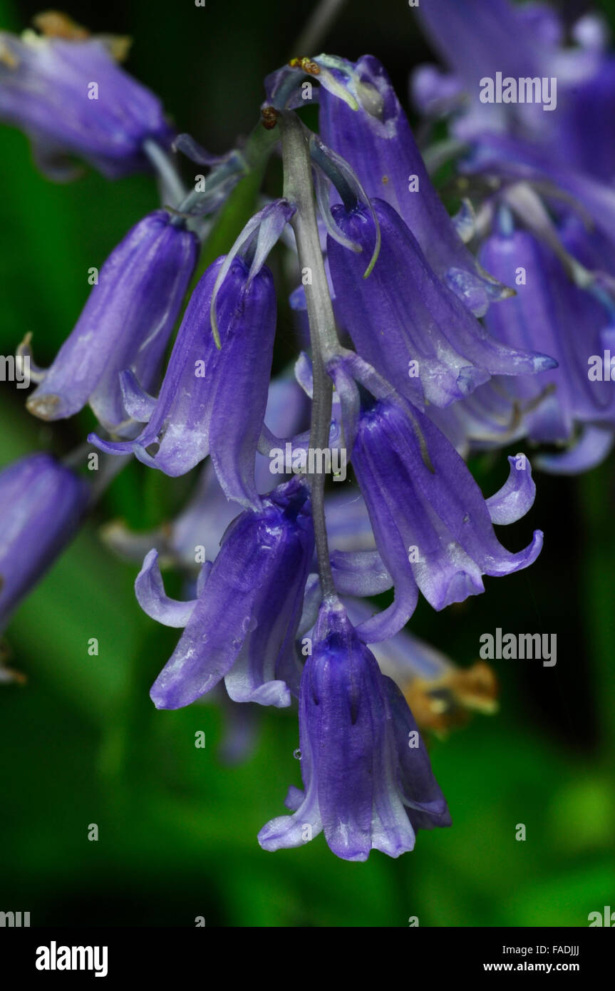 Close-up of a flower bluebell UK Banque D'Images