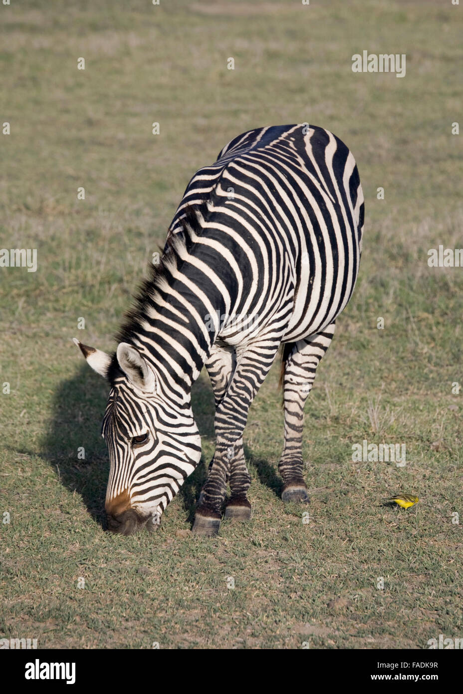 Commune de pâturage et Zebra Yellow Bird Ngorongoro Crater Tanzanie Afrique de l'Est Banque D'Images
