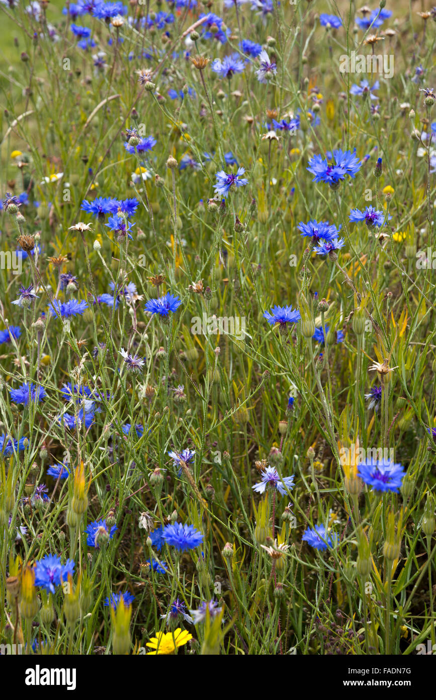 Image au format Portrait de barbeaux de plus en plus à l'état sauvage à Lordington Lavender Farm dans la région de West Sussex près de Chichester Banque D'Images