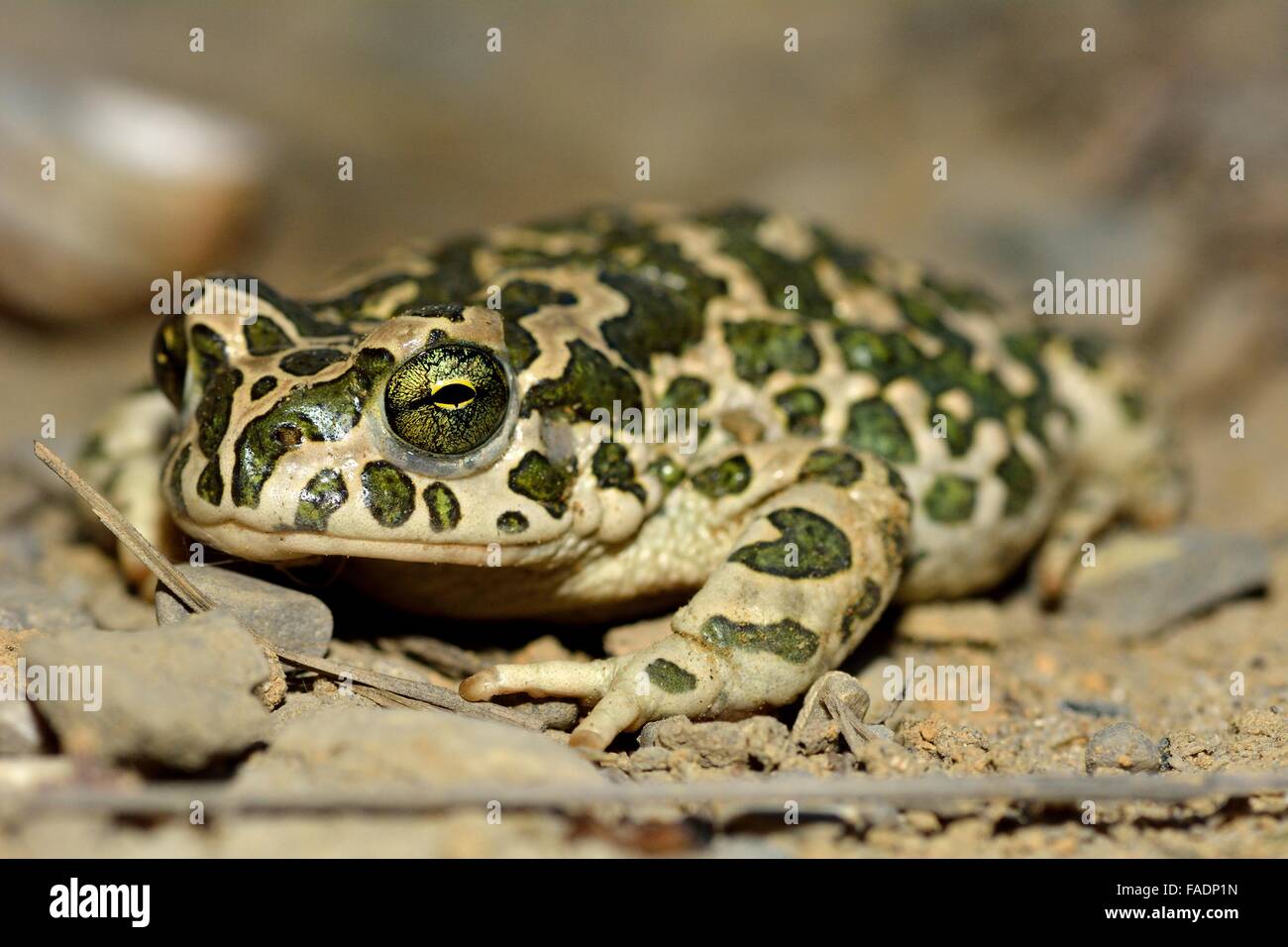 Crapaud de Mer Caspienne (Pseudepidalea variabilis) sur un site de terrain marron à Bakou, Azerbaïdjan. Considéré comme une sous-espèce de Bufo viridis Banque D'Images