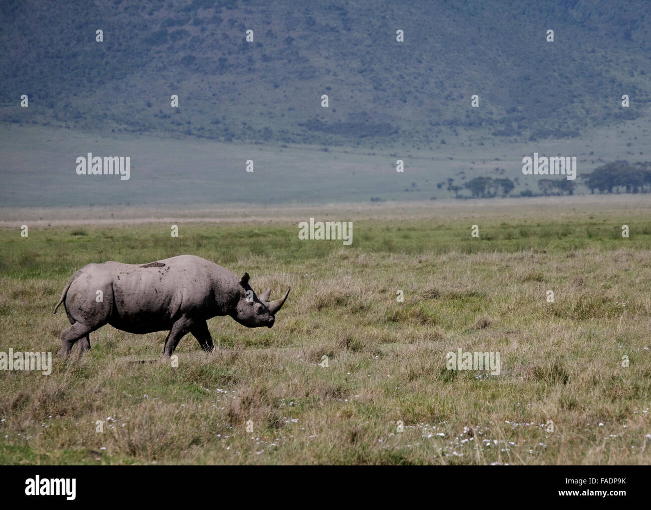 Les rhinocéros noirs Ngorongoro Crater Tanzanie Afrique de l'Est Banque D'Images