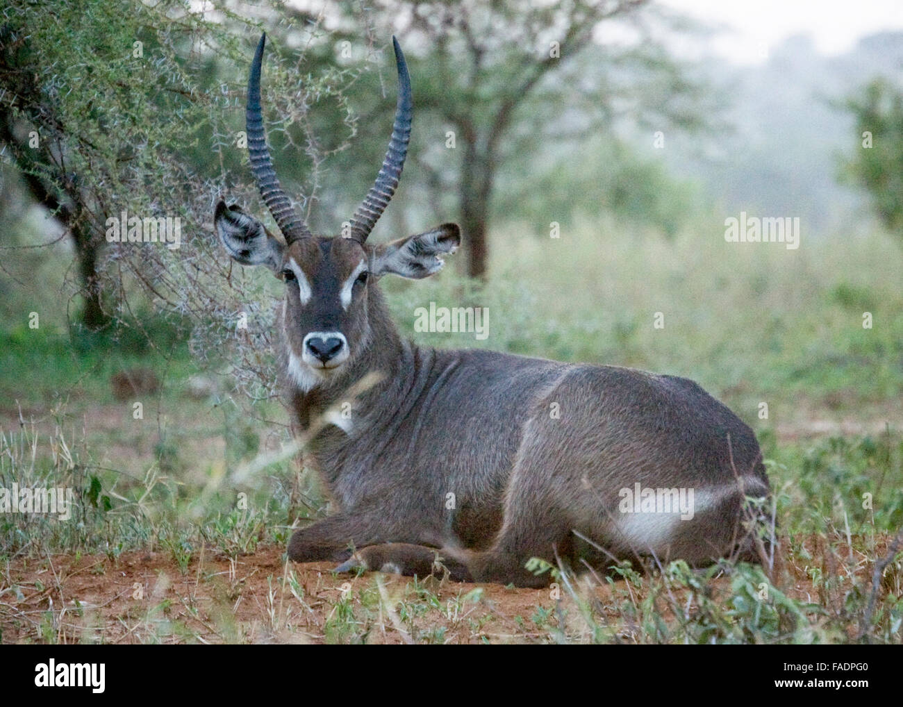 Buck de l'eau fixant Tanzanie Afrique de l'Est Banque D'Images