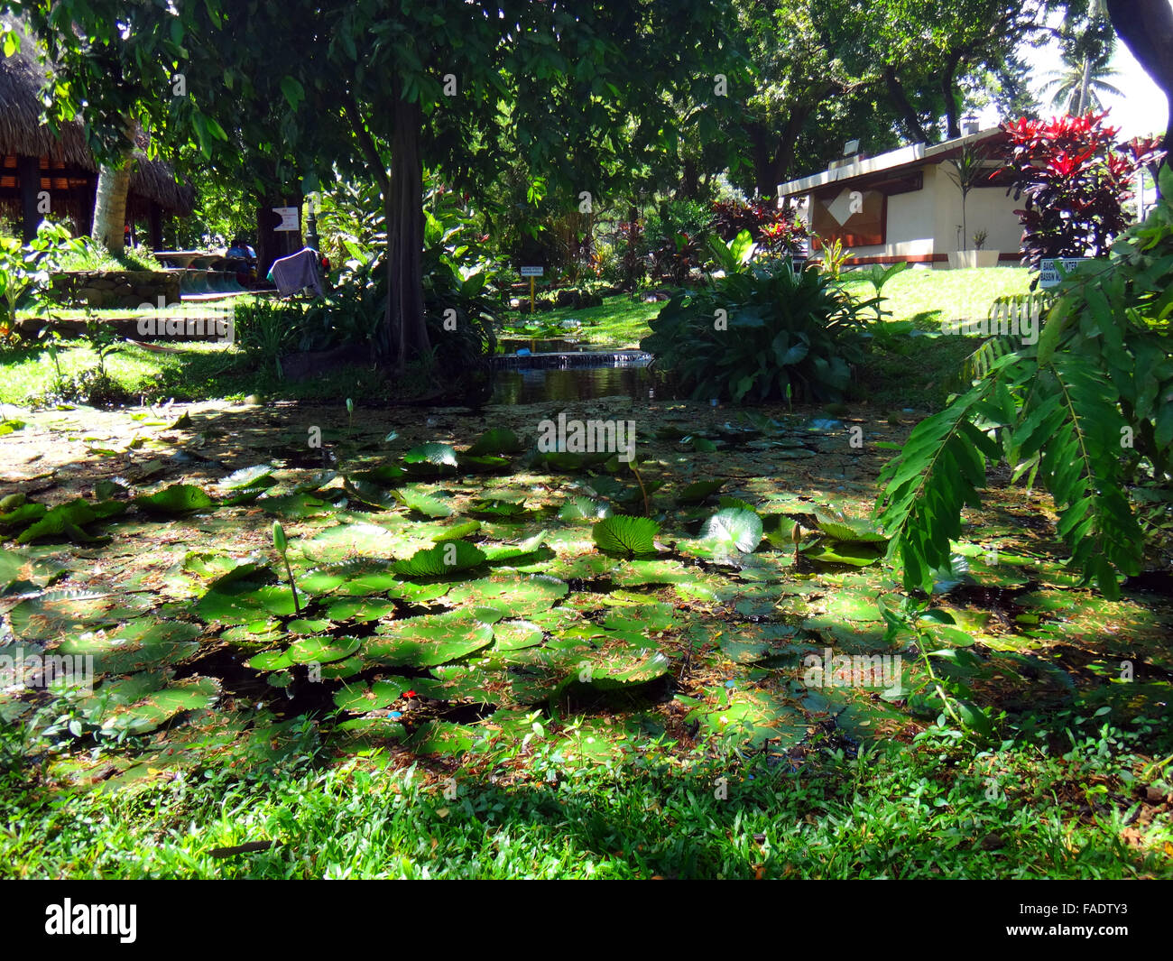 Parc Bougainville dans le centre de Papeete, Polynésie française. Banque D'Images