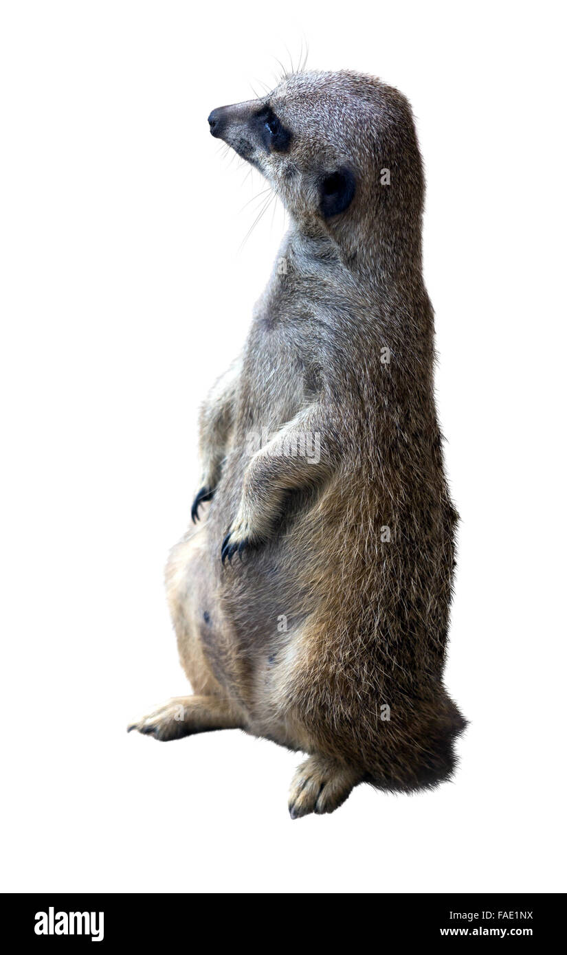 Suricate (Suricata suricatta). Plus isolé sur fond blanc Banque D'Images