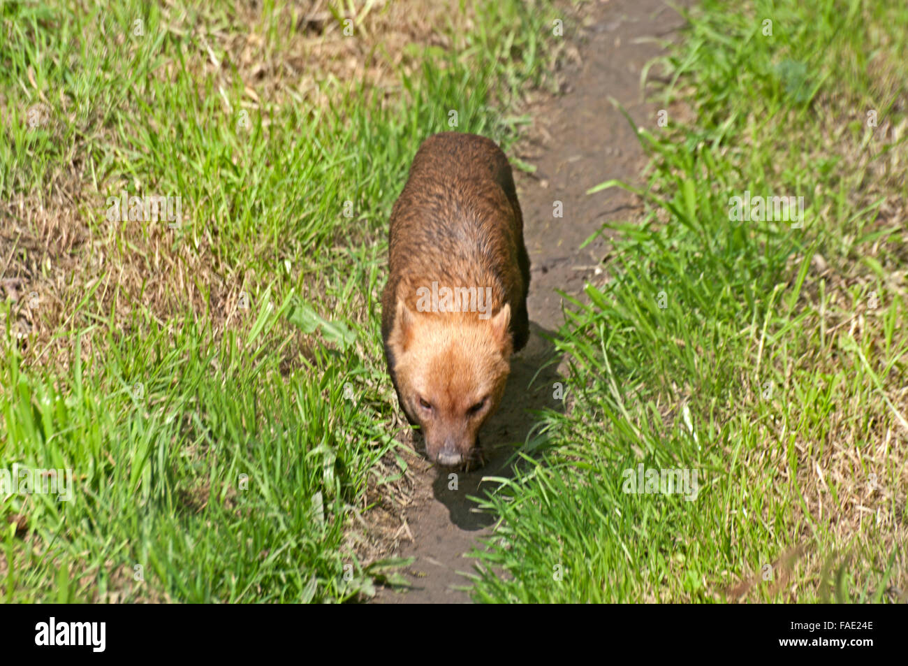 Speothos venaticus Chien, Bush, l'Amérique du Sud, Banque D'Images