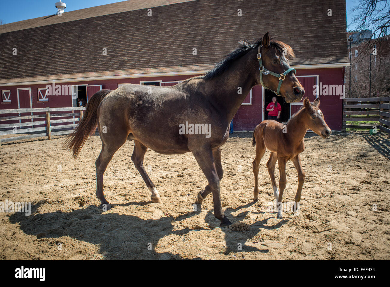 Cheval avec son poulain nouveau-né jouer derrière une grange Banque D'Images