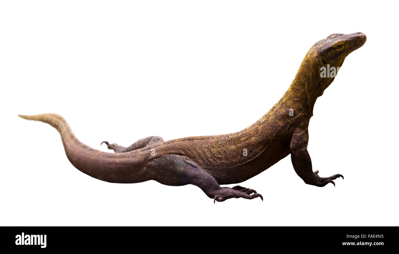 Toute la longueur de balle dragon de Komodo (Varanus komodoensis) sur fond blanc Banque D'Images