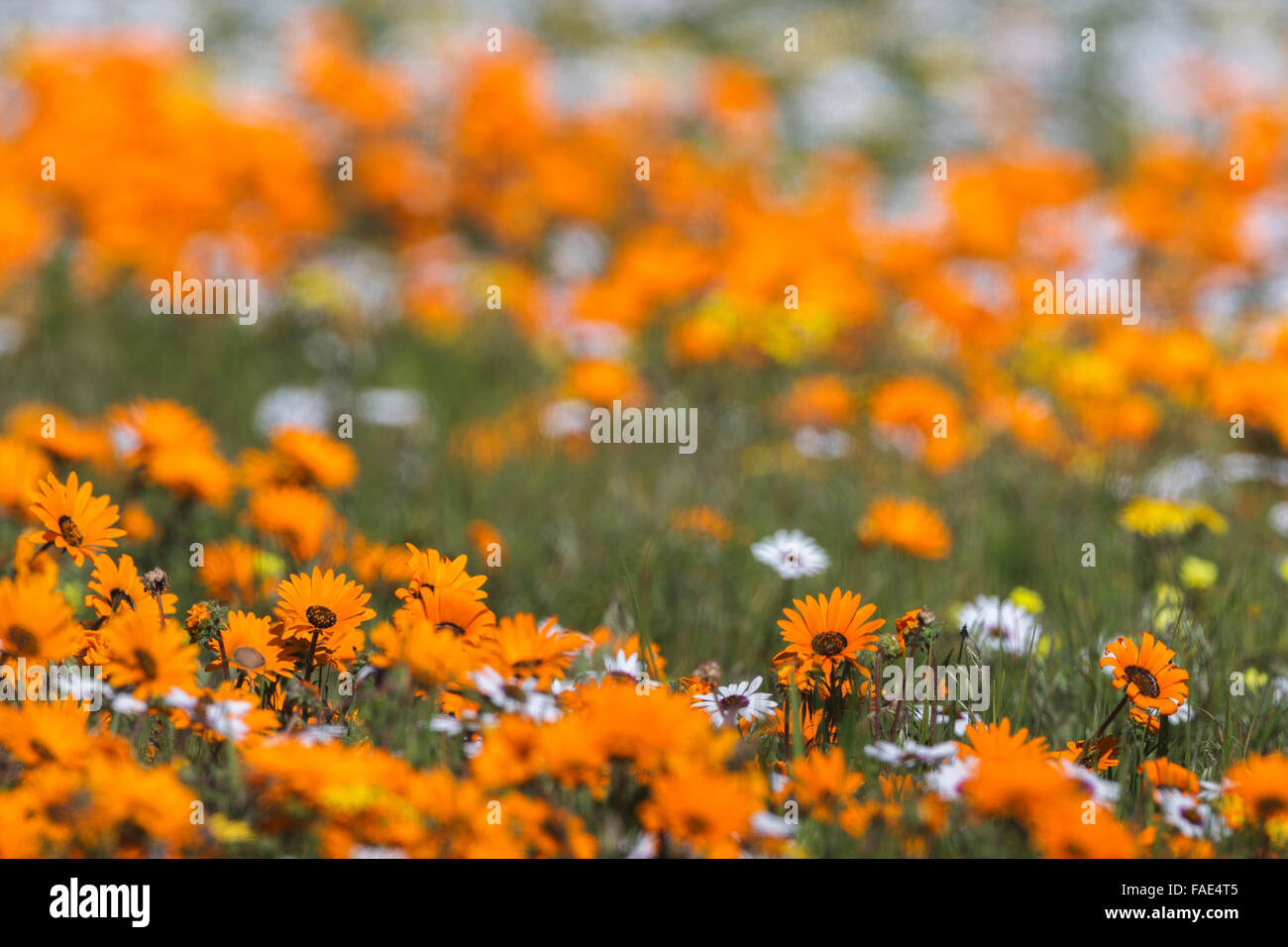 Printemps fleurs sauvages, section Postberg, West Coast National Park, Western Cape, Afrique du Sud Banque D'Images