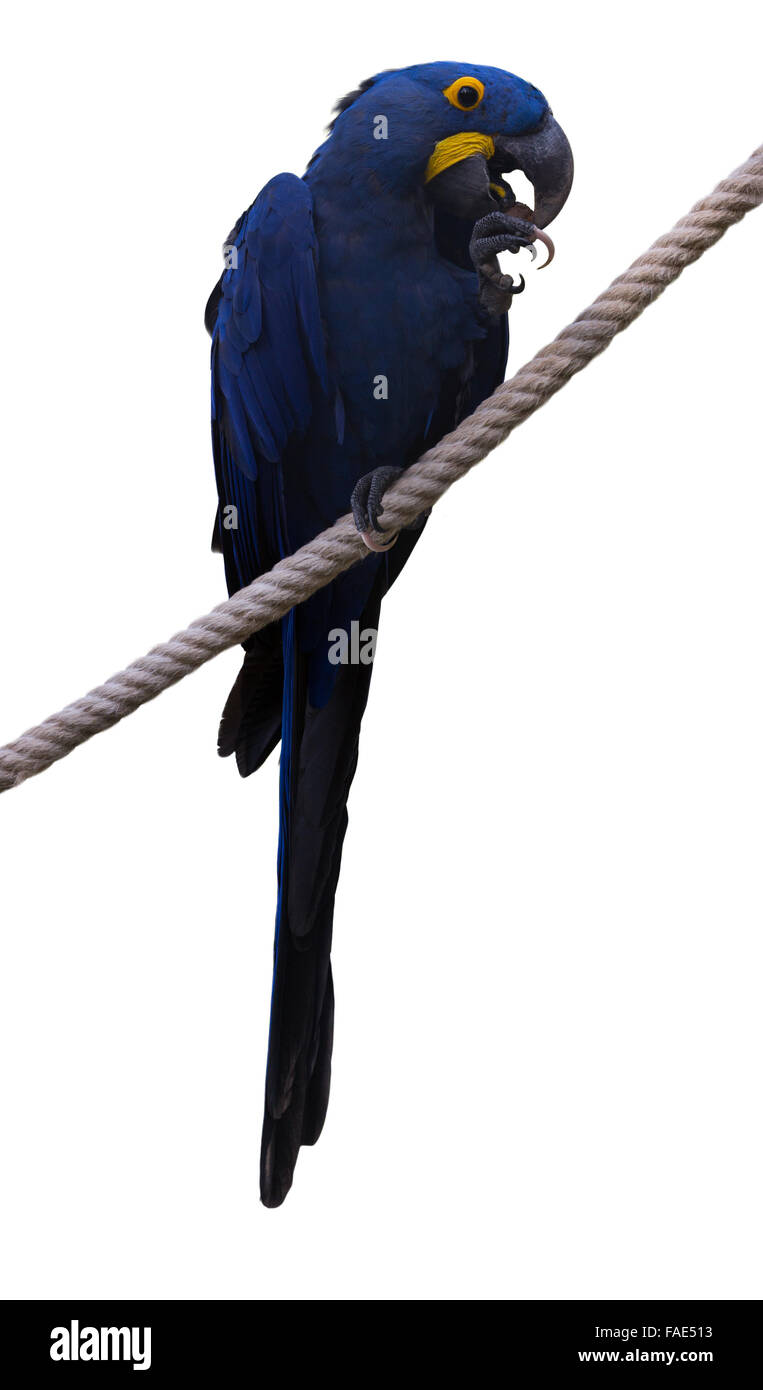 Anodorhynchus hyacinthinus Hyacinth macaw (), sur fond blanc Banque D'Images