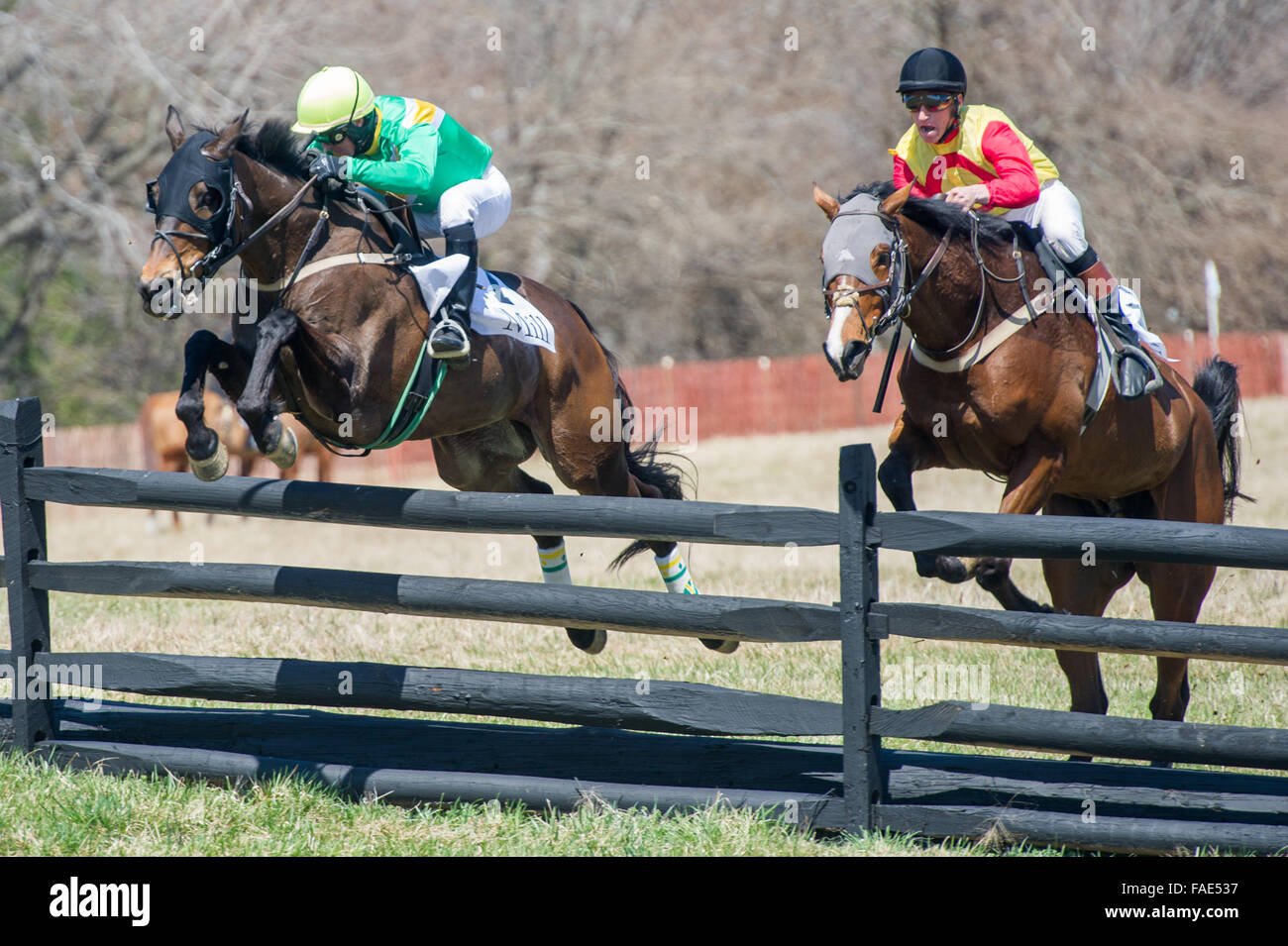 Course de chevaux au Manor Races 2015 Banque D'Images
