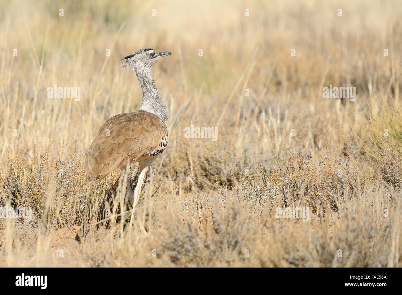 Outarde Kori dans le parc transfrontalier de Kgalagadi, Afrique du Sud. C'est le plus grand oiseau capable de voler Banque D'Images