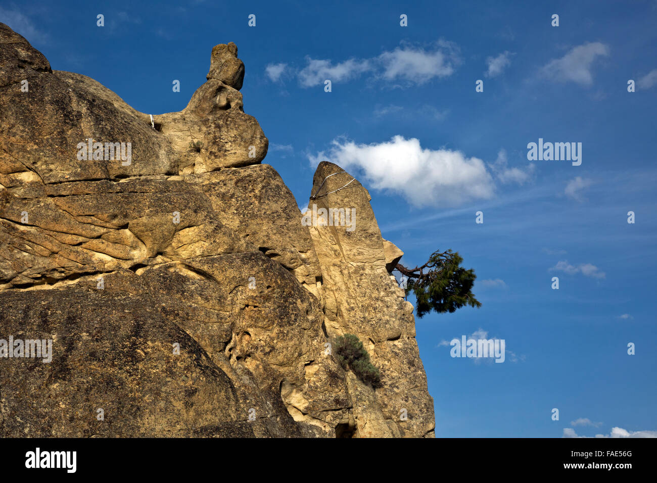 WASHINGTON - l'arboriculture sur le côté d'une spire de grès à Peshastin Pinnacles State Park, un célèbre rocher d'escalade. Banque D'Images