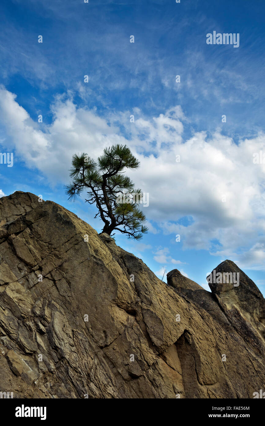 WASHINGTON - Pine Tree émergeant d'une fissure dans la dalle de grès à Peshastin Pinnacles State Park, un célèbre rocher d'escalade. Banque D'Images