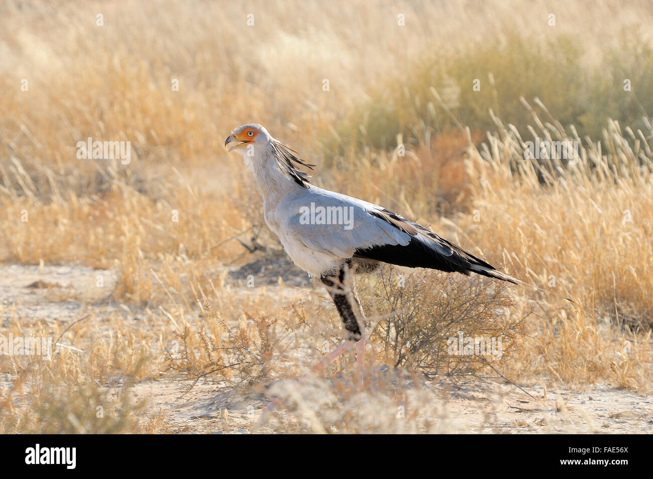 Oiseau Secrétaire, Sagittaire serpentarius, Kgalagadi Transfrontier Park, Afrique du Sud Banque D'Images