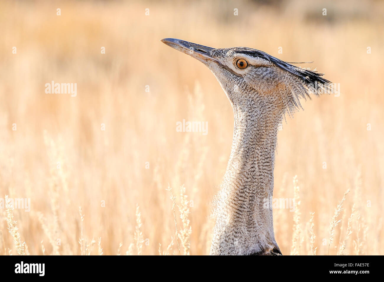 Une outarde Kori dans le parc Kgalagadi Banque D'Images