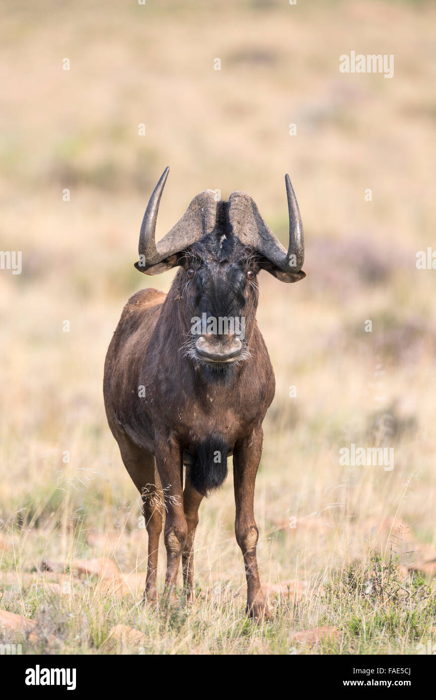 Le gnou (Connochaetes gnou noir), Mountain Zebra national park, Afrique du Sud Banque D'Images