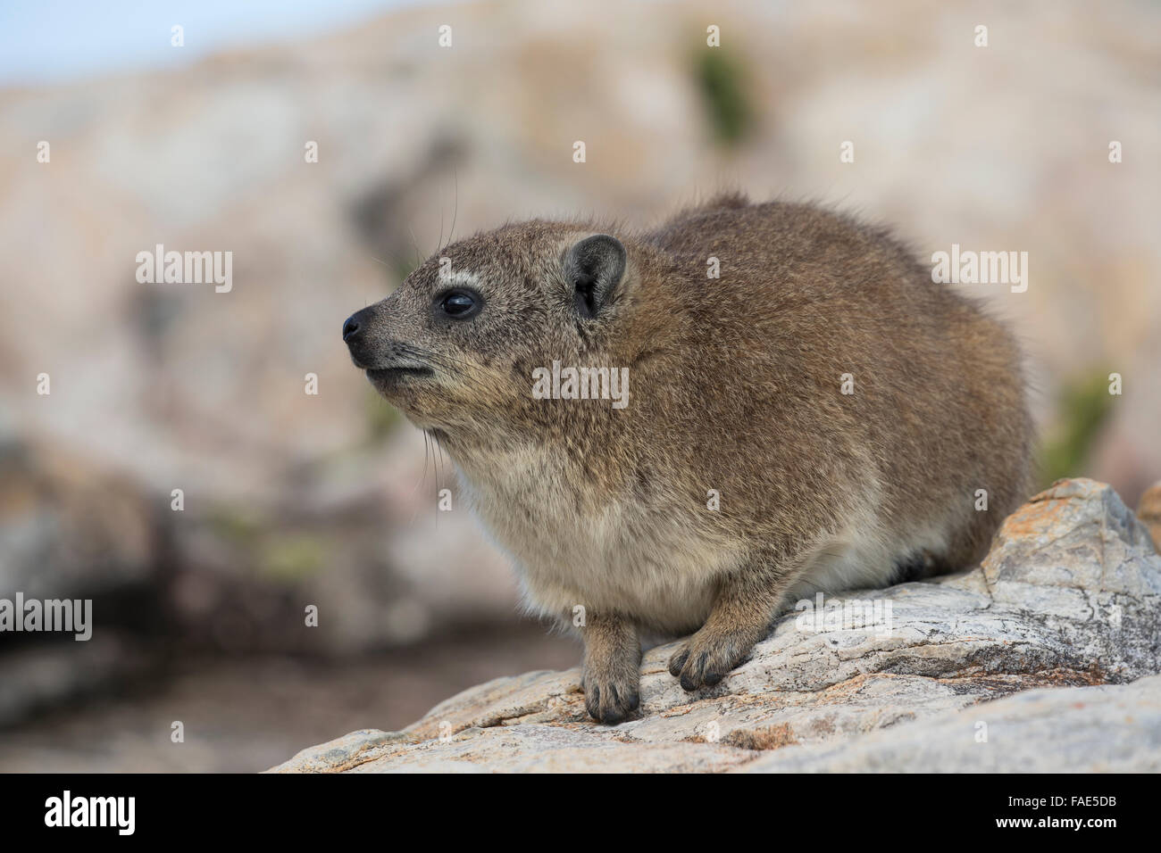 Hyrax (Rock) (Procavia capensis dassie), réserve naturelle De Hoop, Western Cape, Afrique du Sud Banque D'Images