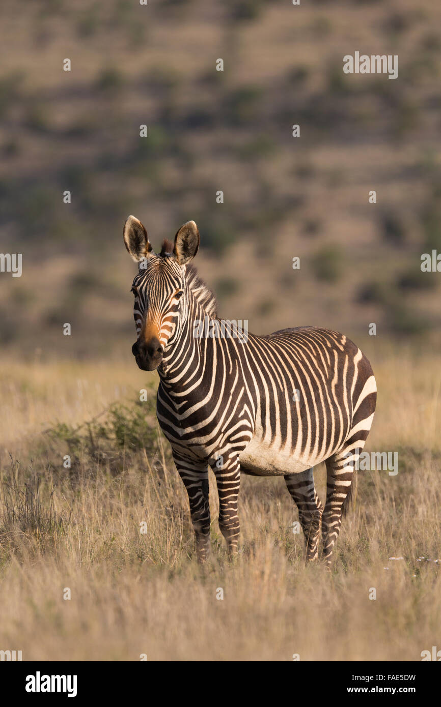 Zèbre de montagne du cap (Equus zebra zebra), Mountain Zebra National Park, Eastern Cape, Afrique du Sud Banque D'Images